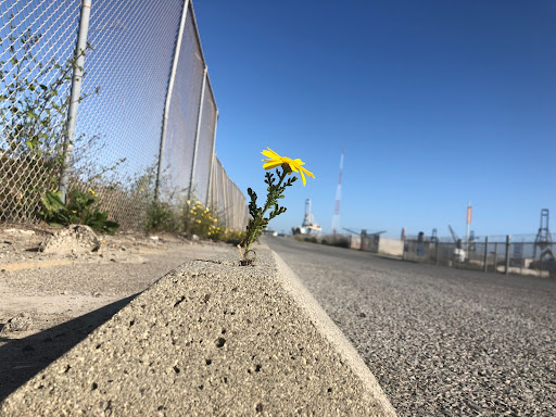 A flower is shown growing in the middle of gravel next to a road.